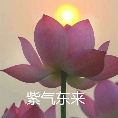 少年驱魔教团vivo版下载